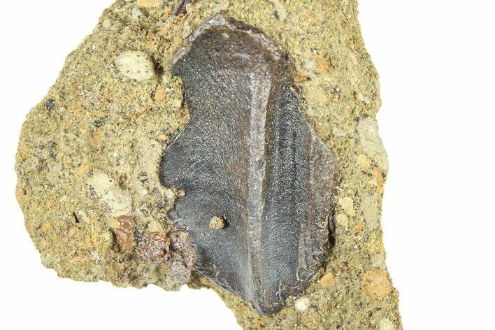 Fossil Triceratops Tooth in Sandstone - Wyoming #379855